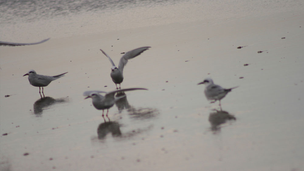 Playa Las Gaviotas