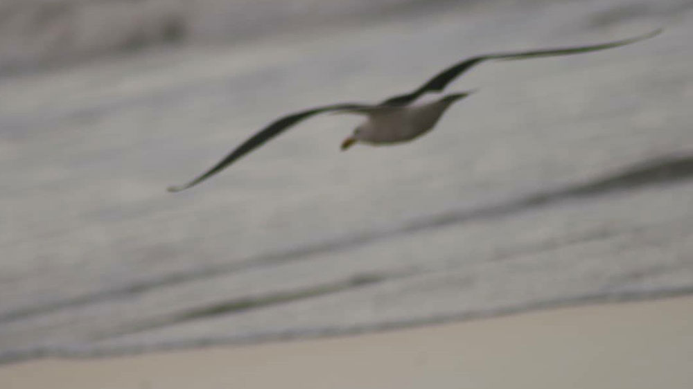 Playa Las Gaviotas