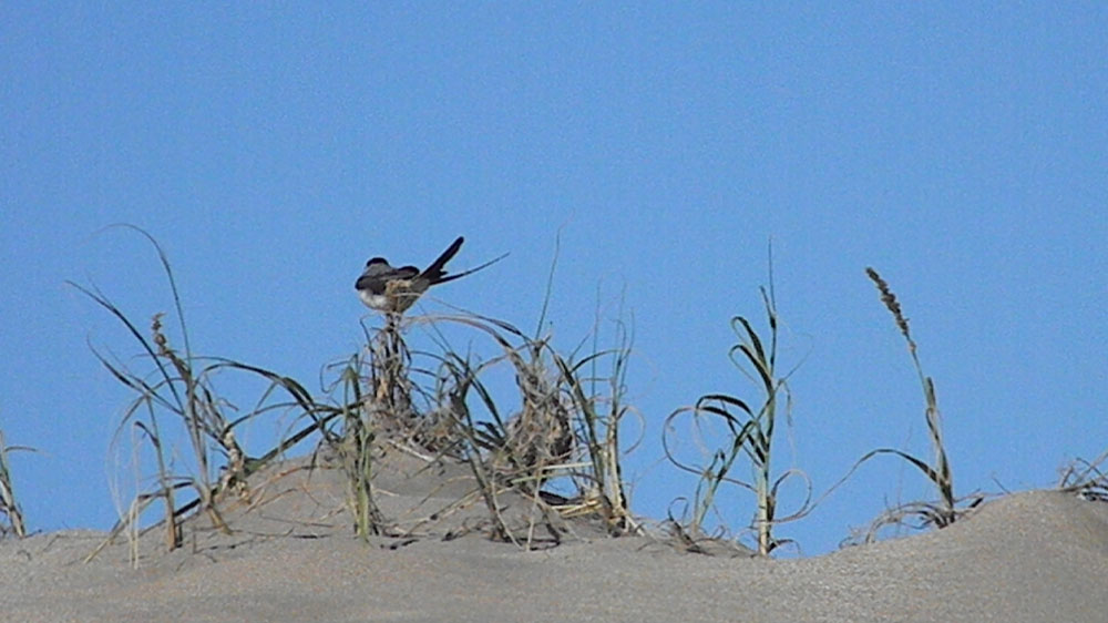 Playa Las Gaviotas