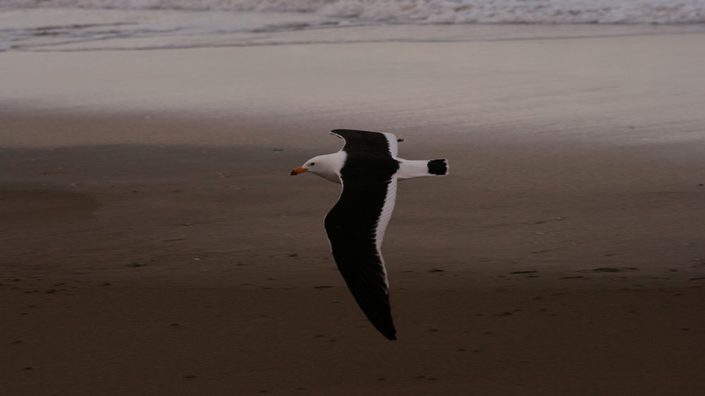 Playa Las Gaviotas