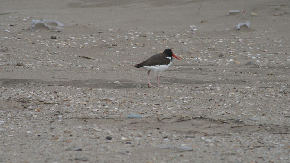 Playa Las Gaviotas